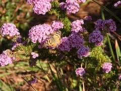 Verticordia plumosa