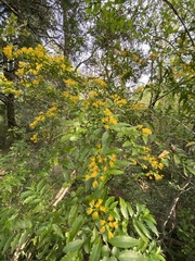 Azara lanceolata