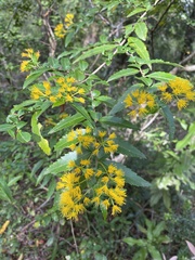 Azara lanceolata