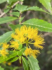 Azara lanceolata