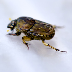 Euoniticellus intermedius