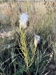 Asclepias subverticillata
