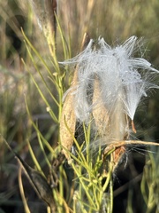 Asclepias subverticillata