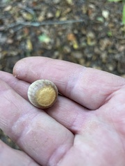 Quercus hemisphaerica