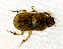 Euoniticellus intermedius