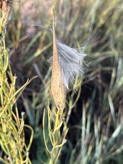 Asclepias subverticillata