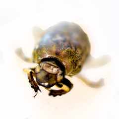 Euoniticellus intermedius