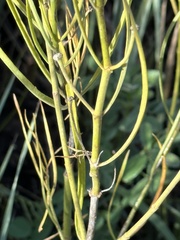 Asclepias subverticillata