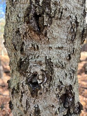 Cryptococcus fagisuga