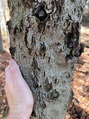 Cryptococcus fagisuga