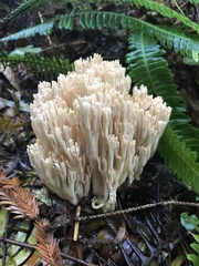 Ramaria stricta