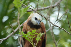 Busarellus nigricollis