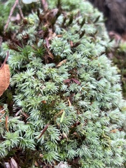 Leucobryum glaucum