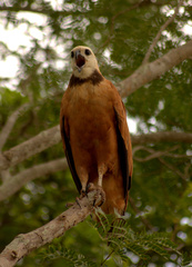 Busarellus nigricollis