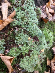 Leucobryum glaucum