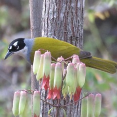 Phaenicophilus palmarum