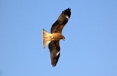 Milvus migrans lineatus