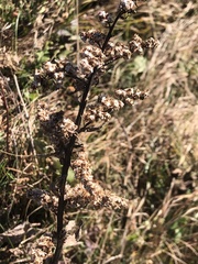 Solidago glomerata