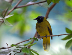 Brachypodius melanocephalos