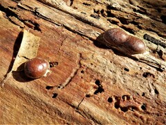 Reticularia