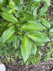 Laureliopsis philippiana
