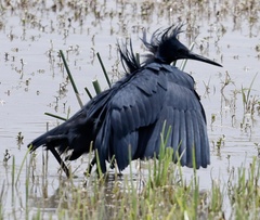 Egretta ardesiaca
