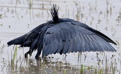 Egretta ardesiaca