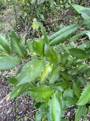 Laureliopsis philippiana