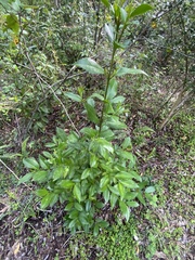 Laureliopsis philippiana