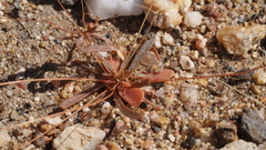 Hypertelis umbellata