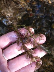 Myriophyllum