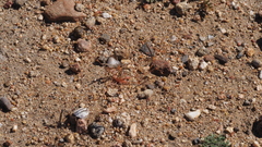 Hypertelis umbellata