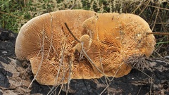 Daedaleopsis confragosa