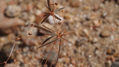 Hypertelis umbellata