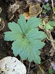 Hydrophyllum virginianum