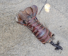 Panulirus interruptus