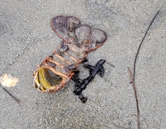 Panulirus interruptus