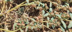 Euphorbia abramsiana