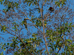 Pteroglossus pluricinctus