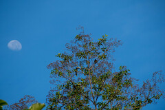 Pteroglossus pluricinctus