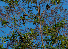 Pteroglossus pluricinctus