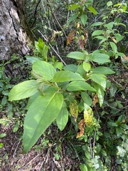 Aristotelia chilensis