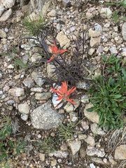 Castilleja miniata miniata