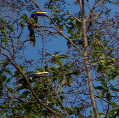 Pteroglossus pluricinctus