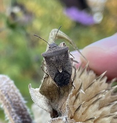 Euschistus variolarius
