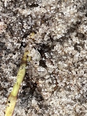 Alloniscus perconvexus