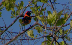 Icterus croconotus