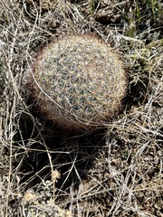 Pediocactus simpsonii