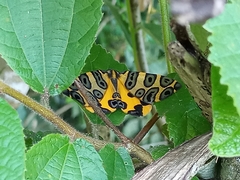 Pantherodes