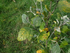 Populus